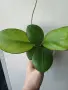 Хоя, hoya Nathalie, снимка 3