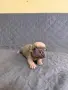 Френски булдочета, снимка 12