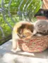 🐾 Чистокръвни котенца Scottish Fold / Scottish Straight – Golden & Silver 🐾, снимка 8