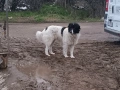 Каракачанки , снимка 3