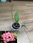 Хоя. Hoya Sweet scent Hoya Flores Island , снимка 4