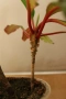 Пасифлора, Маракуя, Passiflora edulis, 2 бр. растения за 3 евро + бонус !, снимка 5