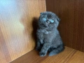 Британска късокосместа и шотландска клепоуха котка, снимка 7