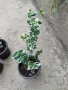 Продавам евонимус, снимка 3