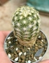 Кактус Echinocereus viridiflorus var. correllii, снимка 2