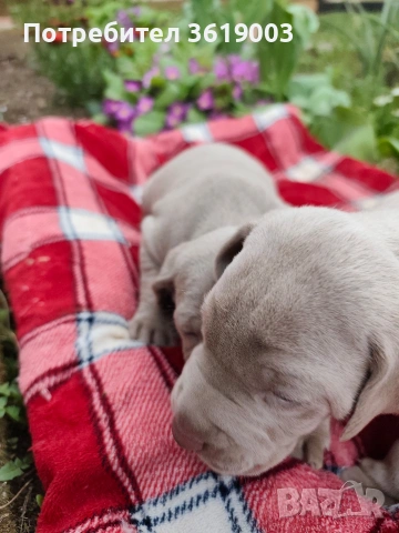 Ваймаранери , снимка 9 - Ваймаранер - 54205376