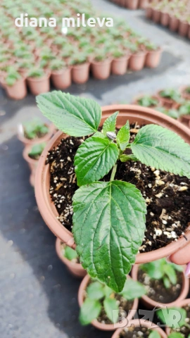Салвия Мистично Синьо, Salvia 'Misty' blue или по-известна като Градински чай!!, снимка 10 - Градински цветя и растения - 54161538