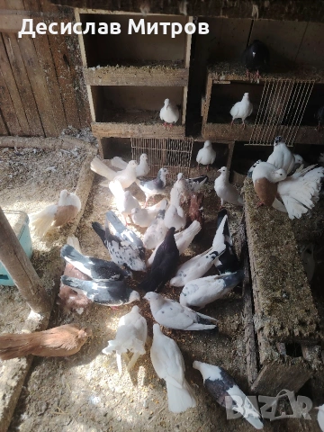Гълъби, снимка 6 - Гълъби - 54093469