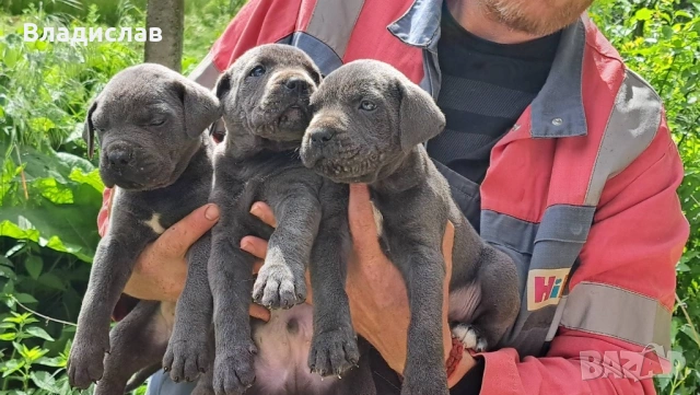Кане Корсо бебета , снимка 4 - Кане корсо - 52096513