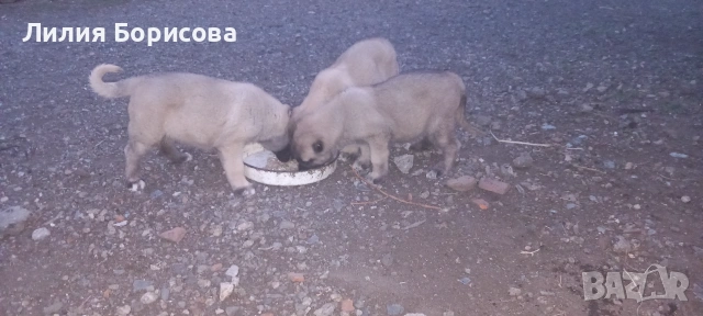 Продавам Кангали , снимка 4 - Кангал - 55236581