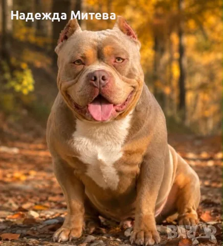 Американско Були Покет