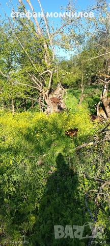 ярета, снимка 10 - Кози - 54345173