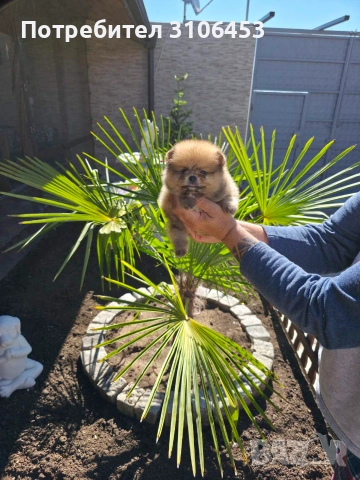 Померан pomeranian
