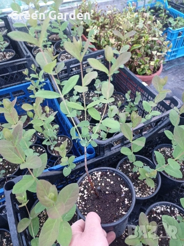 Лоницера Ленинградски гигант 