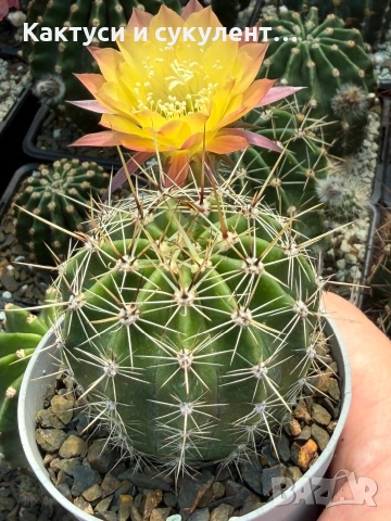 Кактус Echinopsis Hybrid Gold Star уникален цъфтеж с преливащи се омбре цветове, снимка 4 - Градински цветя и растения - 55182621