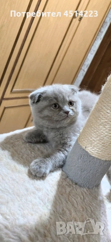 Шотландско клепоухо коте женско