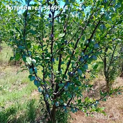 Био-градини сини сливи Стенлей, снимка 2 - Земеделска земя - 55467255