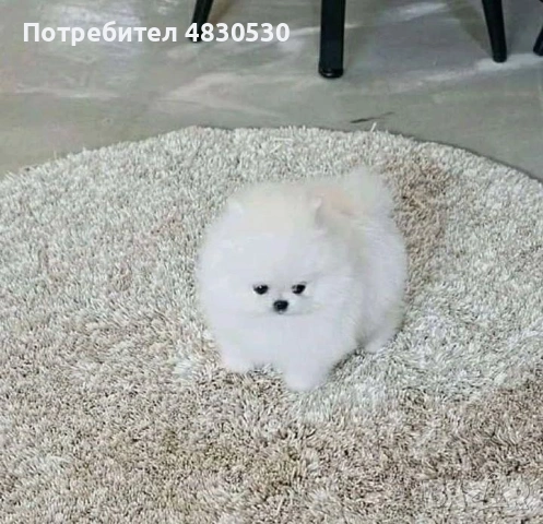 Померан момче и момиче, снимка 2 - Померан - 54671365