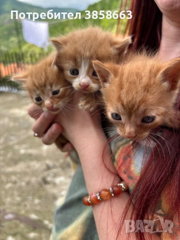 Осинови коте 