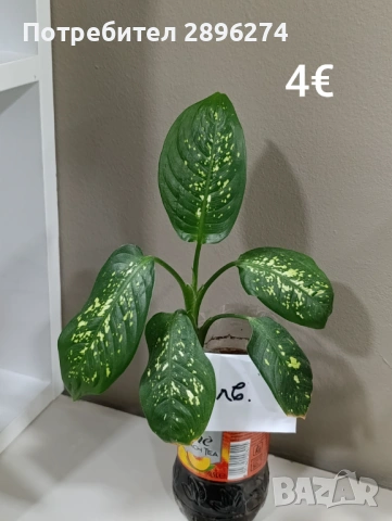  Дифенбахия, Сентполия, Алое вера, снимка 16 - Стайни растения - 46264327