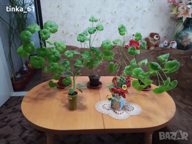Стайни и градински цветя , снимка 2 - Стайни растения - 50278681