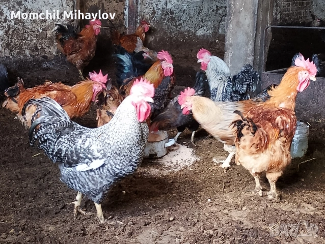 продавам големи петли