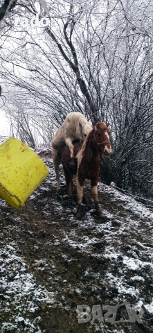 Кобила, снимка 5 - Коне - 54316822
