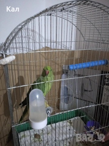 Малък александър, снимка 2 - Папагали - 54310334