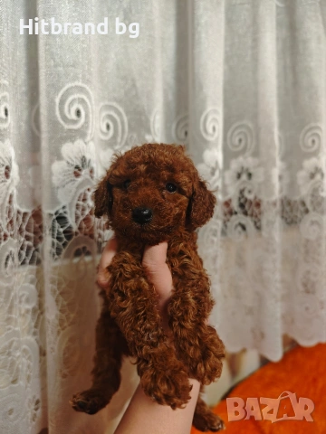 Мини пудел 🐩