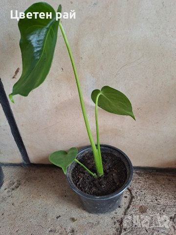 Monstera deliciosa реалните растения на последните снимки , снимка 3 - Стайни растения - 55237468
