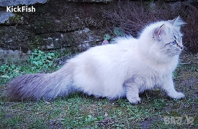 Невски маскарадни котенца , снимка 8 - Други - 54766052