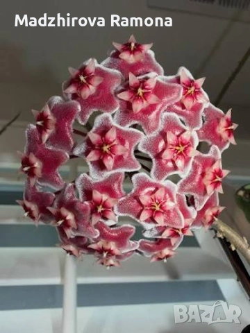 Хоя. Hoya Pubicalyx Pink Silver Ghost 