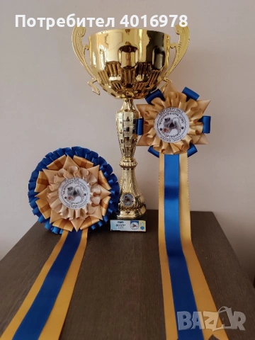 Померан Момче с Родословие , снимка 4 - Померан - 53691852