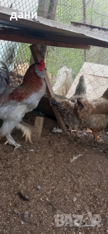 кокошки, снимка 5 - Кокошки и пуйки - 54290536