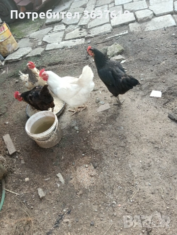 Кокошки