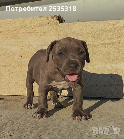 Питбул чета блу нос, снимка 4 - Питбул - 55058179