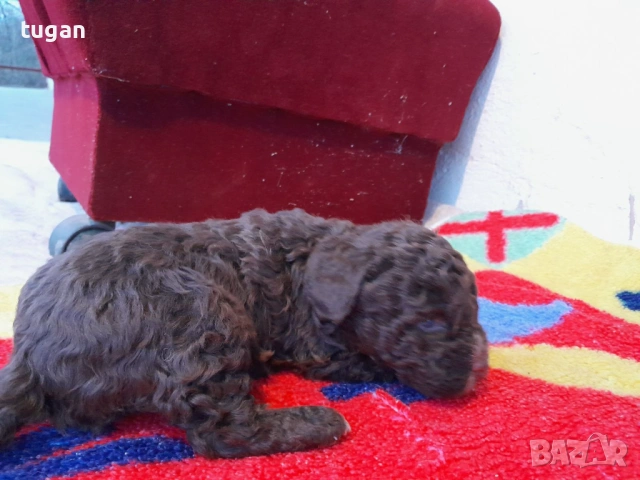 Бебета Лагото Романьоло / Lagotto Romagnolo, снимка 8 - Други - 54058824