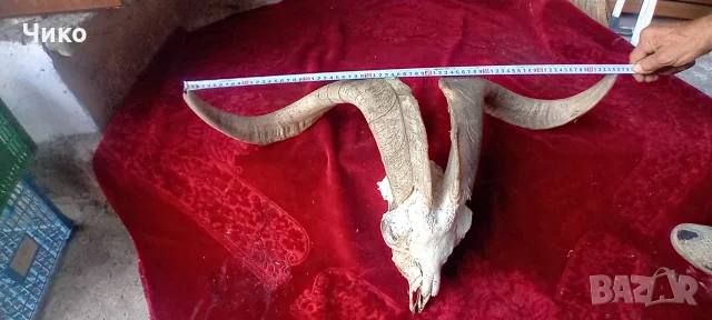 Голям ловен трофей с рога и череп, снимка 7 - Антикварни и старинни предмети - 55557807