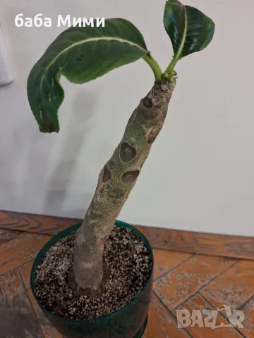 Impatiens mirabilis, снимка 2 - Стайни растения - 55342335