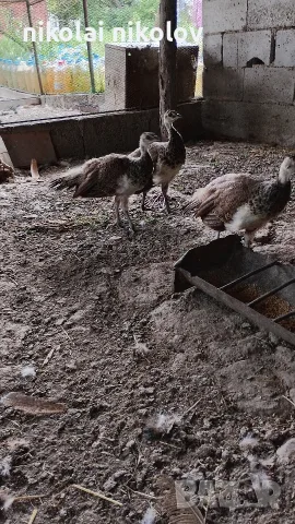 женски паунчета 