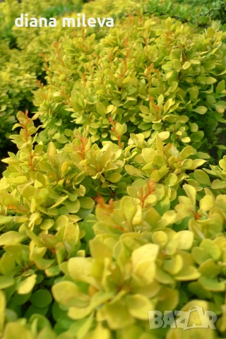 Берберис Мария, Berberis thunbergii ‘Maria'!!!, снимка 2 - Градински цветя и растения - 55016079