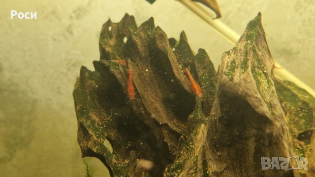 Продавам червени скариди/ ред чери/ ред сакура, снимка 10 - Рибки - 54019242