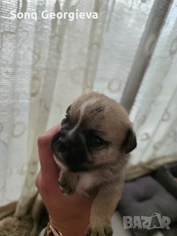 🐾 Очарователни бебета мопс търсят своите любящи семейства! 🐾, снимка 4 - Мопс - 55419722
