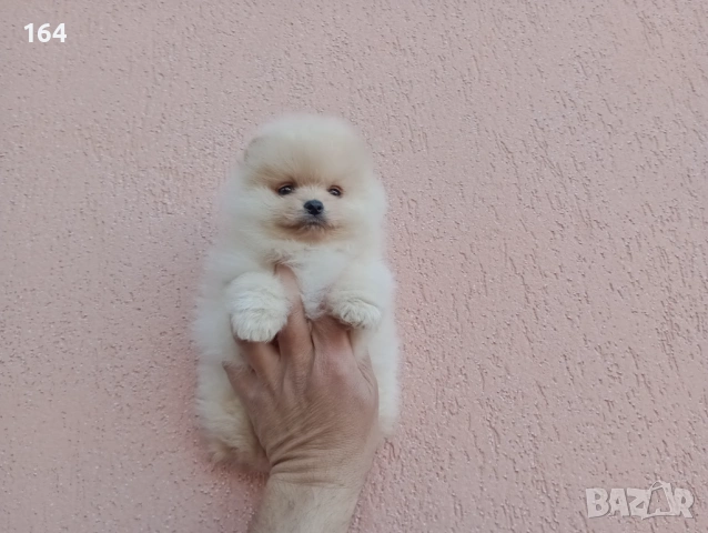 Померани. Реални снимки! , снимка 3 - Померан - 54122878