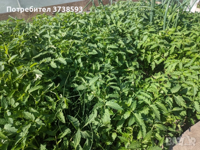 Разсад за домати и цвекло, снимка 2 - Разсади - 54500580