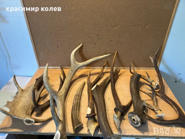 11 броя рога от елен, снимка 4 - Декорация за дома - 55396877