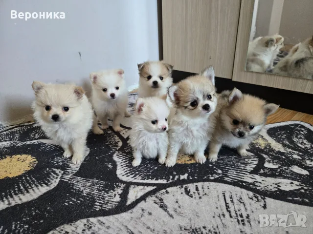 померан -мини шпиц 
