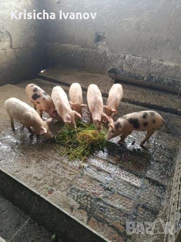 Малки прасенца град Елена 