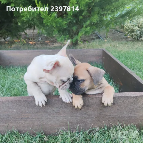 Френски булдог Женски , снимка 3 - Френски булдог - 55008762