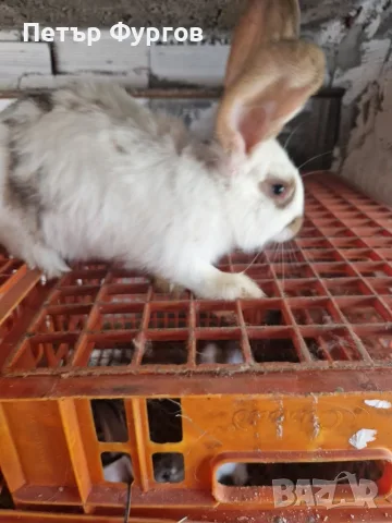 Продавам 7 бр.зайци , снимка 6 - Други - 55349667